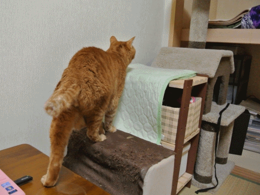 anigif.gif