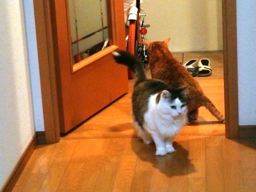 gk.jpg