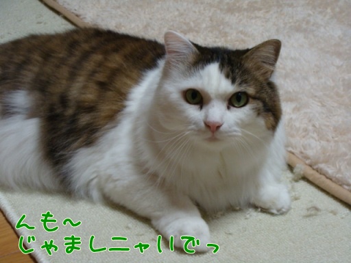 gk3.jpg