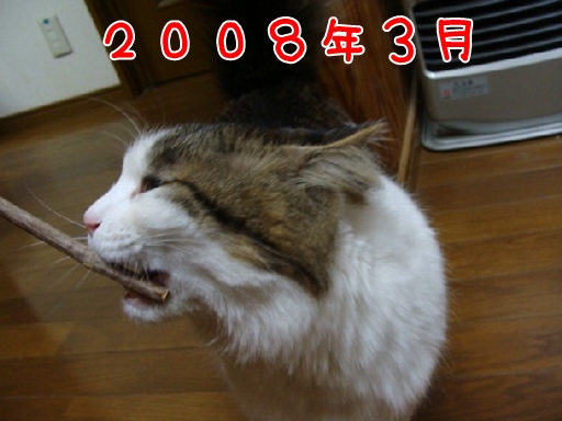2008.3.jpg