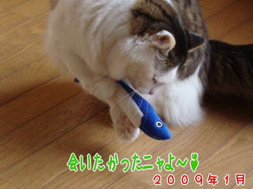 2009.1.jpg