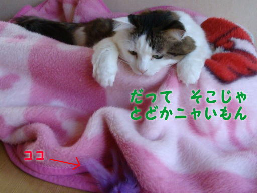 2010.1.jpg