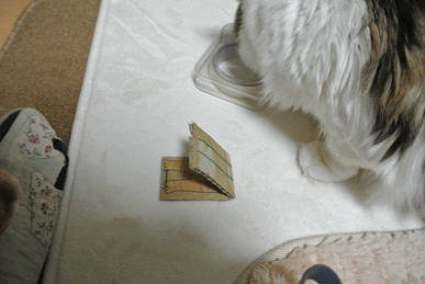 anigif.gif