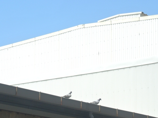 hato.jpg