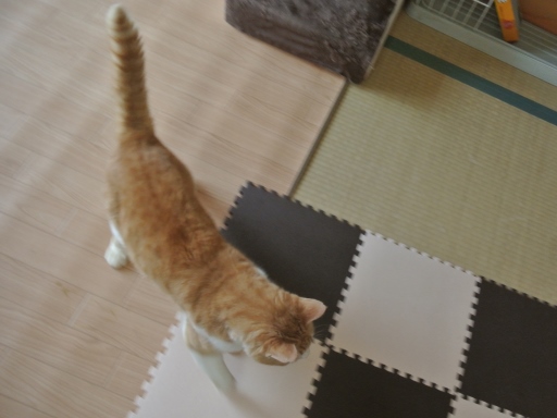 kuu.jpg