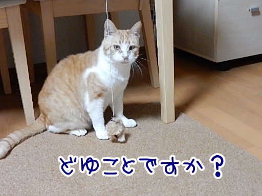 kuu4.jpg