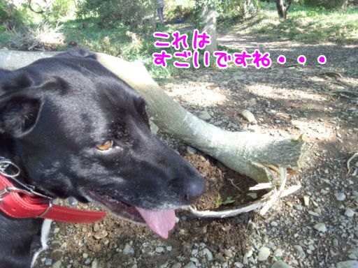 mili.jpg