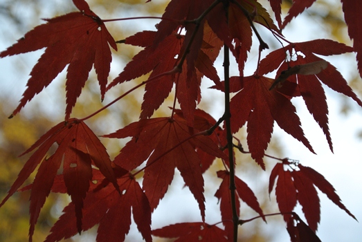 momiji.jpg
