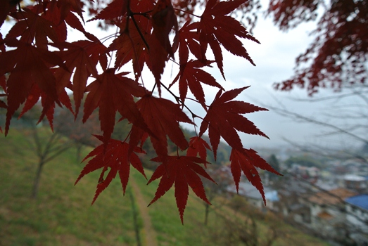 momiji2.jpg