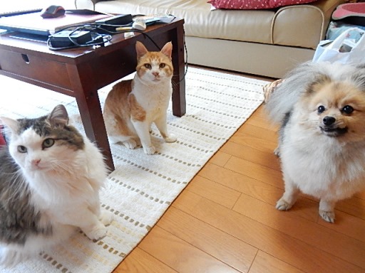 pack2.jpg