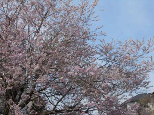 sakura.jpg