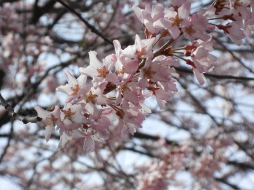sakura2.jpg