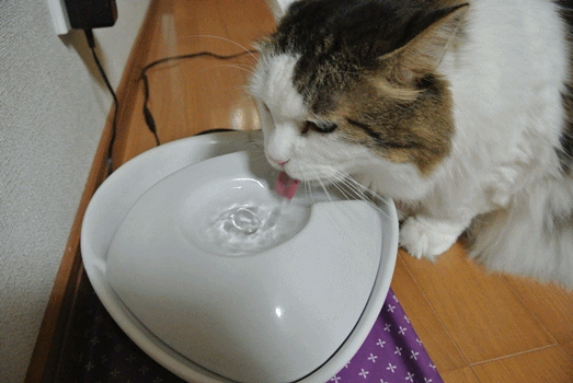 anigif.gif