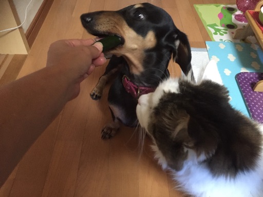inu.jpg