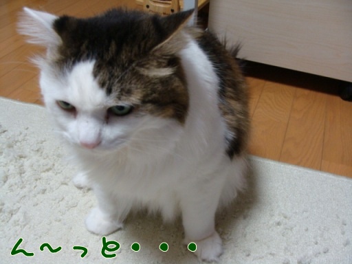 kin.jpg