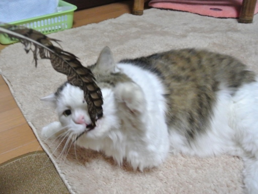 kin2.jpg