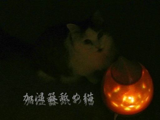 kin2.jpg