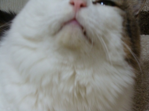 kin2.jpg
