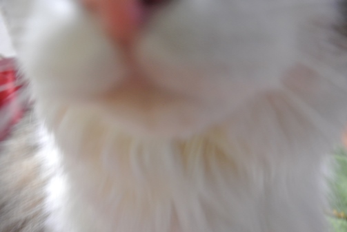 kin2.jpg