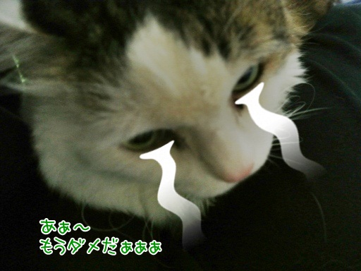kin3.jpg