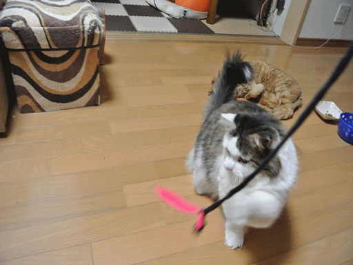 kinani.gif
