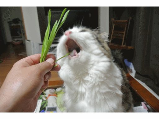 kinani.gif