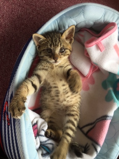 neko.jpg