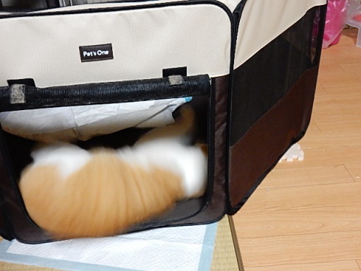 kuu.jpg