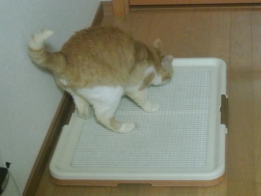 kuu.jpg