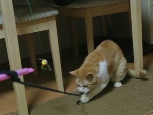 kuu.jpg