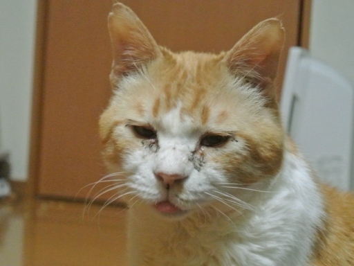 kuu.jpg
