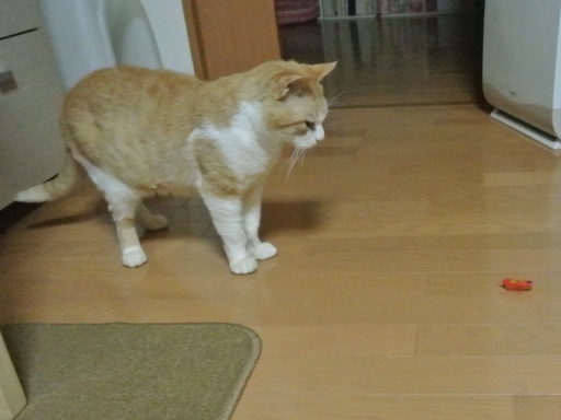 kuu.jpg