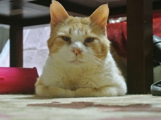 kuu.jpg