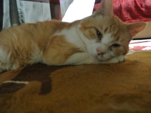 kuu.jpg