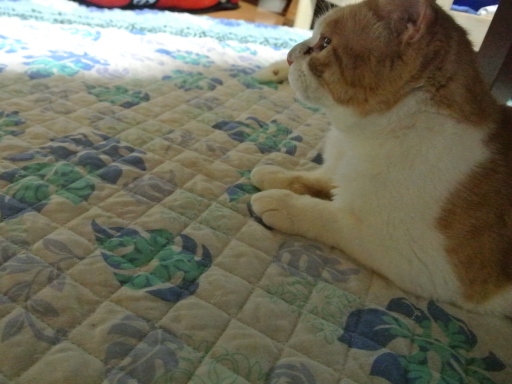 kuu.jpg