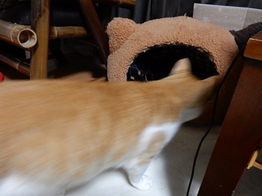kuu.jpg