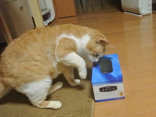kuu.jpg