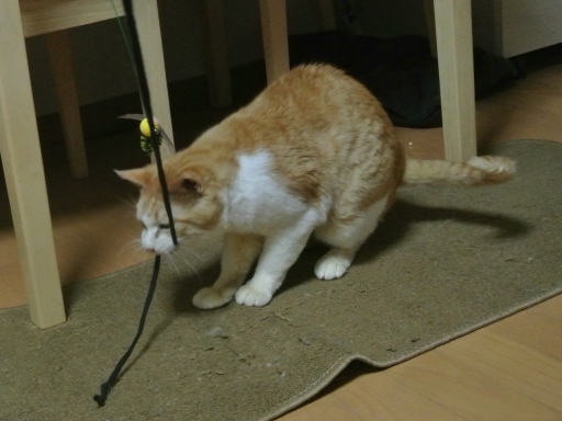 kuu2.jpg