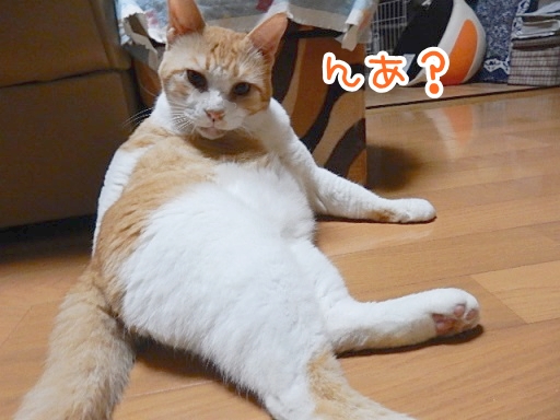 kuu2.jpg