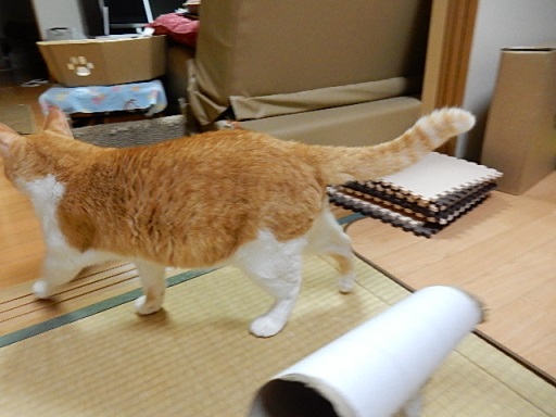 kuu2.jpg