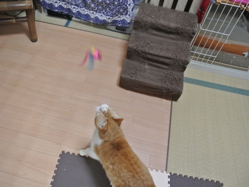 kuu2.jpg