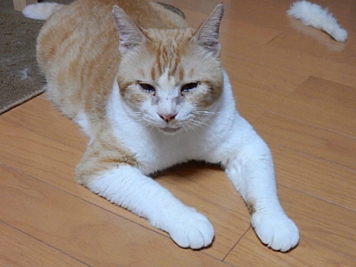 kuu2.jpg