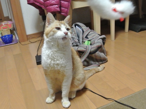 kuu3.jpg