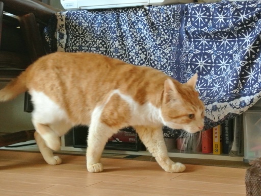 kuu3.jpg
