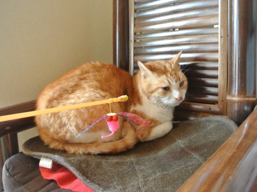 kuu4.jpg