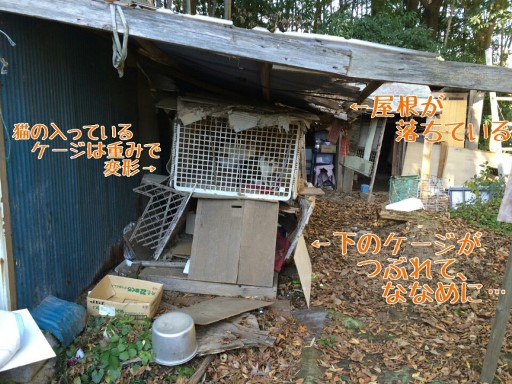 o0800060013147068451.jpg