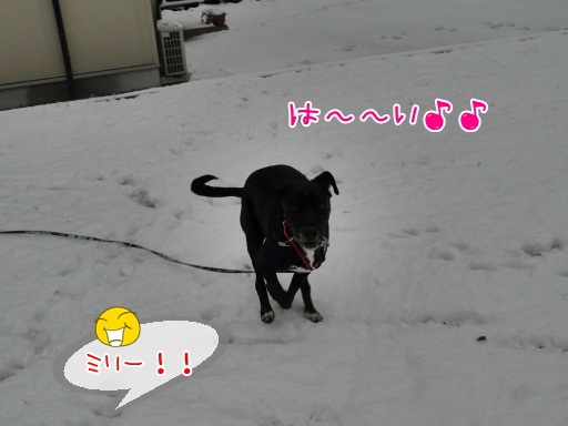 mili3.jpg