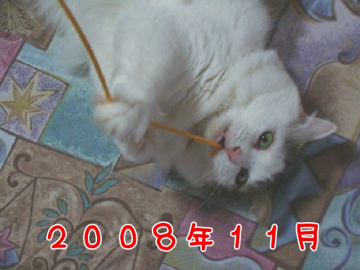 2008.11.jpg