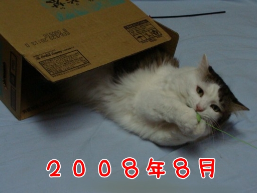 2008.8.jpg