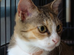 maiko2.jpg